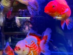 -大悦城(沈阳中街店)