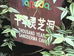 -呀诺达热带雨林