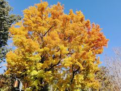 -申德勒加油站西餐厅(日坛路总店)