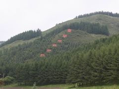 -塞罕坝国家级自然保护区