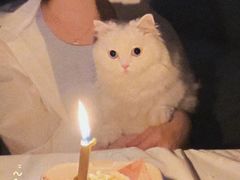 -欣宠猫屋·矮脚拿破仑·蓝金金渐层