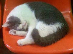 -猫咪博物馆(顶澳仔猫街店)