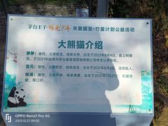 -都江堰中华大熊猫苑