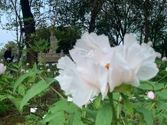 -洛阳市隋唐城遗址植物园