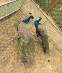 -萌宠亲子动物乐园(槐房万达店)