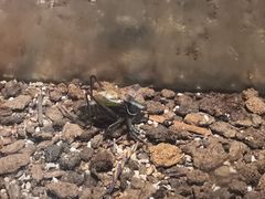 -上海昆虫博物馆