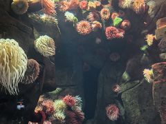 -瑞普利水族馆