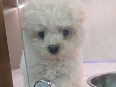 -翊宠yipet猫狗购宠庄园犬舍•猫舍