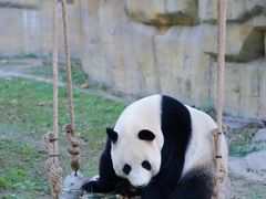 -上海野生动物园