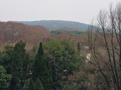 -武汉大学-樱园