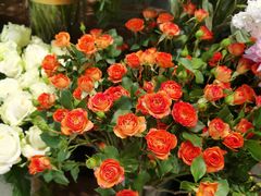 -BOBLOOM花店(宝龙旭辉广场店)
