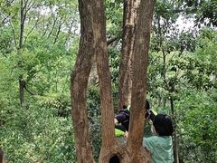 -上海佘山国家森林公园天马山园