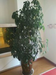 -苗方清颜专业祛痘养生