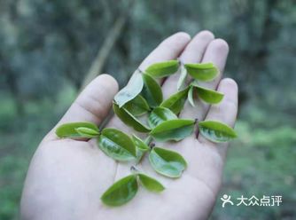 倚邦曼拱猫耳朵小叶种茶