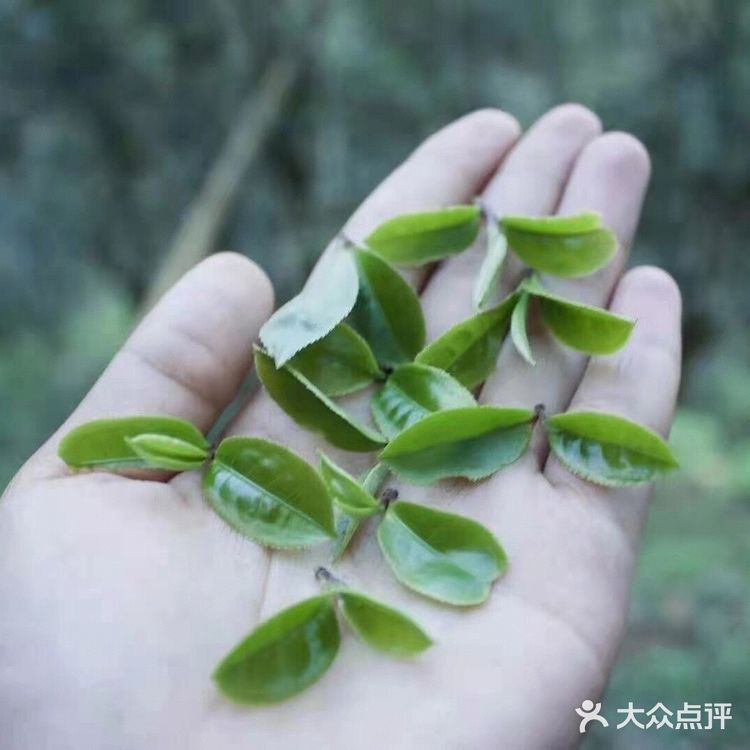 倚邦曼拱猫耳朵小叶种茶