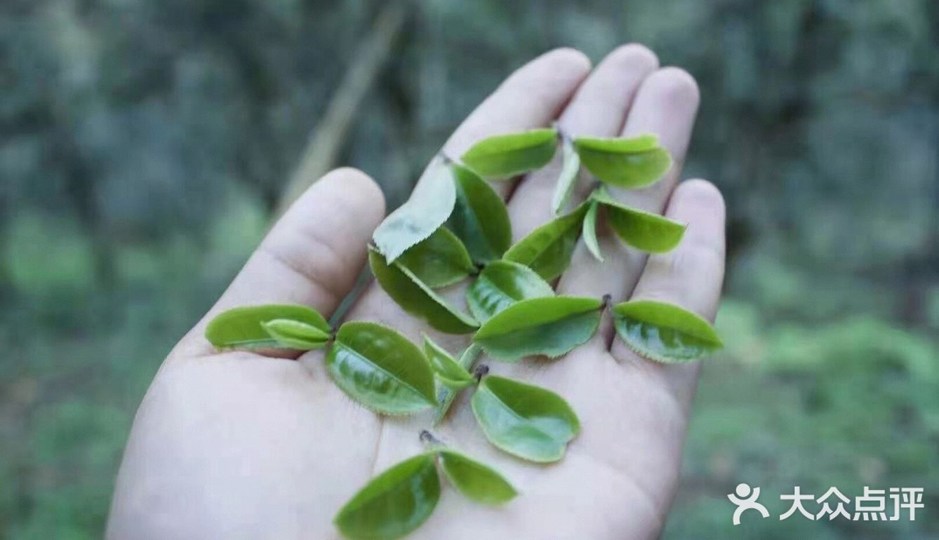 倚邦曼拱猫耳朵小叶种茶