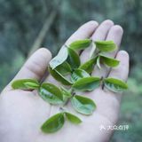 倚邦曼拱猫耳朵小叶种茶