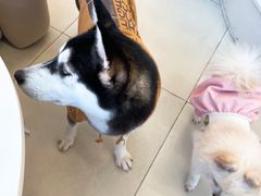 -怪兽屋·羊驼·猫咖·狗咖(俊华广场店)