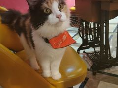 -猫色咖啡·猫咖