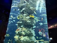 -芜湖新华联大白鲸海洋公园