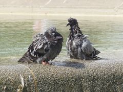 -加泰罗尼亚广场