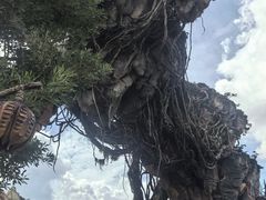 -奥兰多迪士尼动物王国乐园