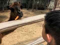 -西霞口神雕山野生动物世界