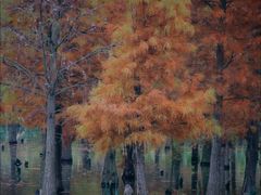 -白鹭湾湿地公园