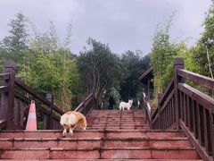 -铁山坪森林公园