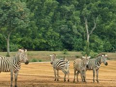 -杭州野生动物世界