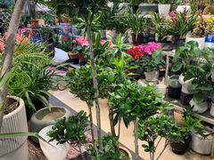 -双季花艺园艺市场(浦东店)