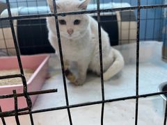 -瑞派福兴宠物医院犬猫全科·骨科·中西医结合(河东店)