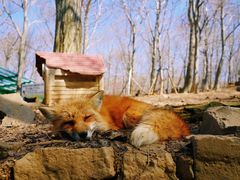 -宫城藏王狐狸村