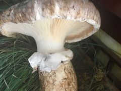 -菌之家·专业纯野生菌火锅·特色炒菌