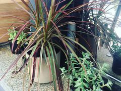 -BeauTea水仙(coco park店)