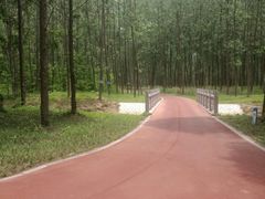 -黄海国家森林公园