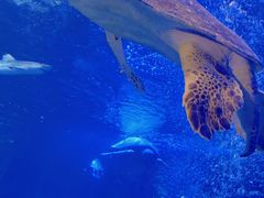 -太平洋海底世界