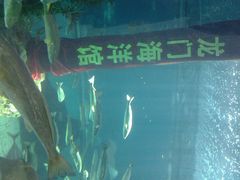 -洛阳龙门海洋馆