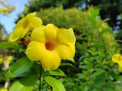 -深圳国际园林花卉博览园