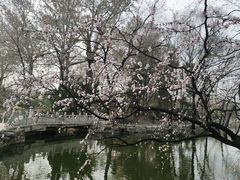 -近春园遗址