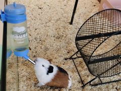 -怪兽屋·羊驼·猫咖·狗咖(俊华广场店)