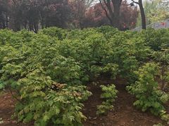 -洛阳市隋唐城遗址植物园