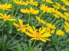 -大龙山(地铁站)