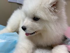 -半岛宠物医院24小时·内窥镜·牙科·碎石中心(府城大道店)