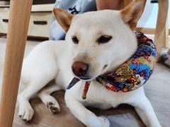 -柴迷FANS CLUB·柴犬狗咖·猫咖