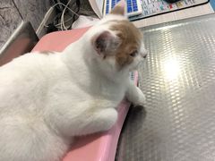 -小伙伴宠物医院·CT·骨科·眼科(高新店)