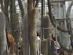 -北京植物园-展览温室