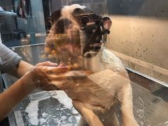 -PETKIT小佩宠物·低压洗护(国顺东路店)