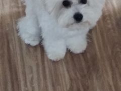 -帕帕拉兹宠物(亚洲旗舰店)