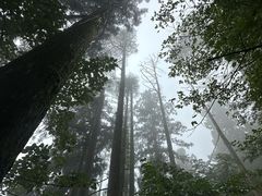 -天目山大树王景区